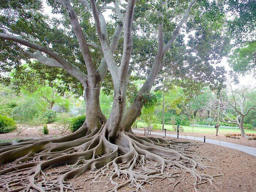 tree with large roots